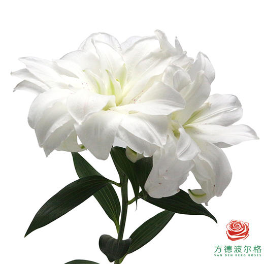 【重瓣百合】-莲花美人多头 5枝一扎 商品图0