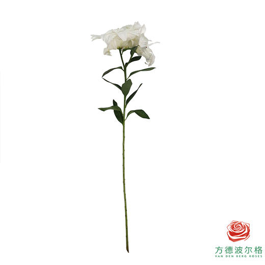 【重瓣百合】-莲花美人多头 5枝一扎 商品图6