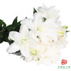 【重瓣百合】-莲花美人多头 5枝一扎 商品缩略图2