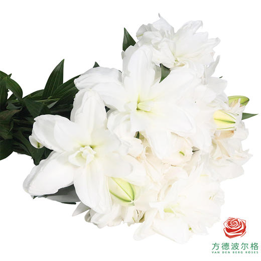 【重瓣百合】-莲花美人多头 5枝一扎 商品图2