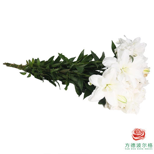 【重瓣百合】-莲花美人多头 5枝一扎 商品图4