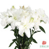 【重瓣百合】-莲花美人多头 5枝一扎 商品缩略图3