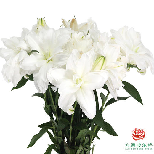 【重瓣百合】-莲花美人多头 5枝一扎 商品图3