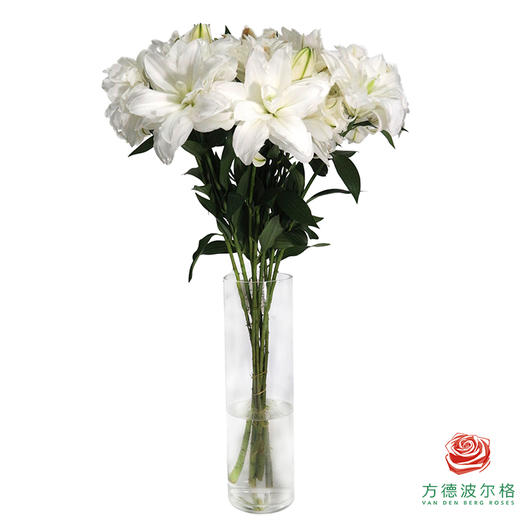 【重瓣百合】-莲花美人多头 5枝一扎 商品图5