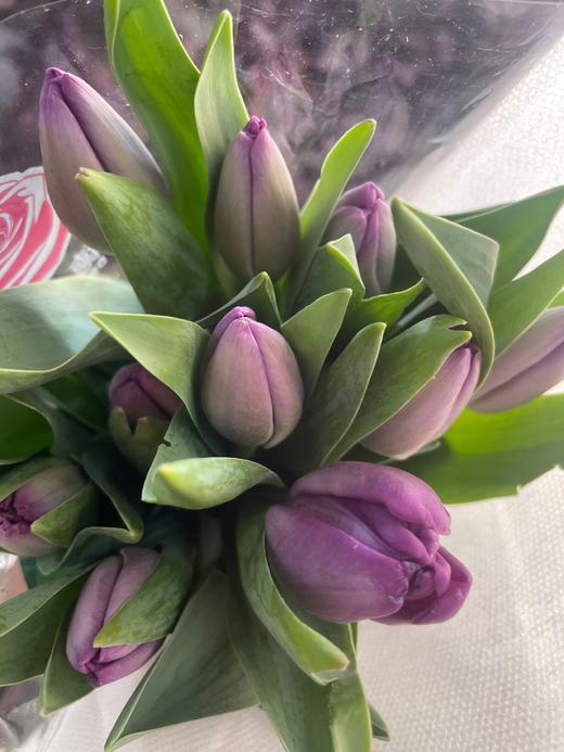 【国产郁金香】  紫色  约9-10枝/扎 商品图3