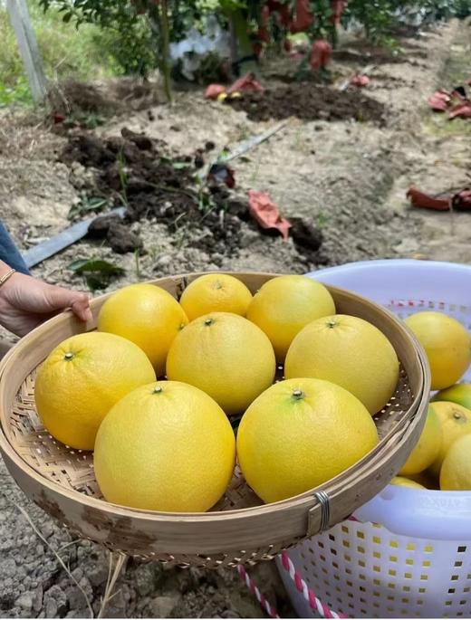 【福建外运】果汁瀑布！爆汁黄金葡萄柚  青皮葡萄柚 漳州产地直发 商品图3