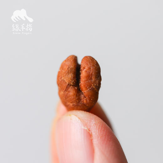 生态山核桃仁 | 合作生产*Dried Mountain Walnut Meat| Coproducted 商品图4