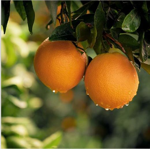 【赣南有机脐橙6斤/10斤装】 商品图3