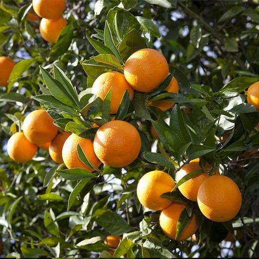 【赣南有机脐橙6斤/10斤装】 商品图2