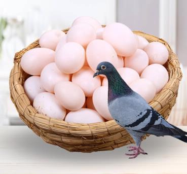 【十堰主城区包邮】郧阳区青山鸽子蛋 10枚装（周五发货） 商品图0