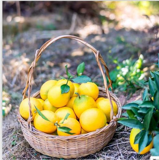 【赣南有机脐橙6斤/10斤装】 商品图4