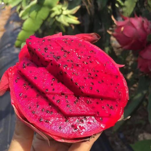 琼中美味海南树上熟红心火龙果 商品图7