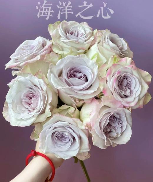 【福利秒杀】海洋之心/浅紫色  20枝/扎 商品图1