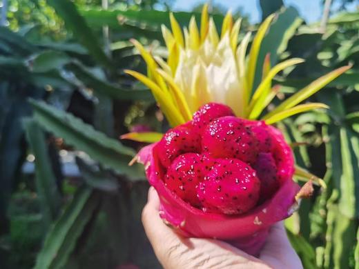 琼中美味海南树上熟红心火龙果 商品图4