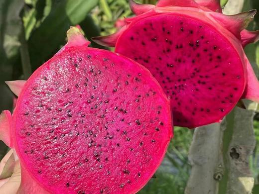 琼中美味海南树上熟红心火龙果 商品图1