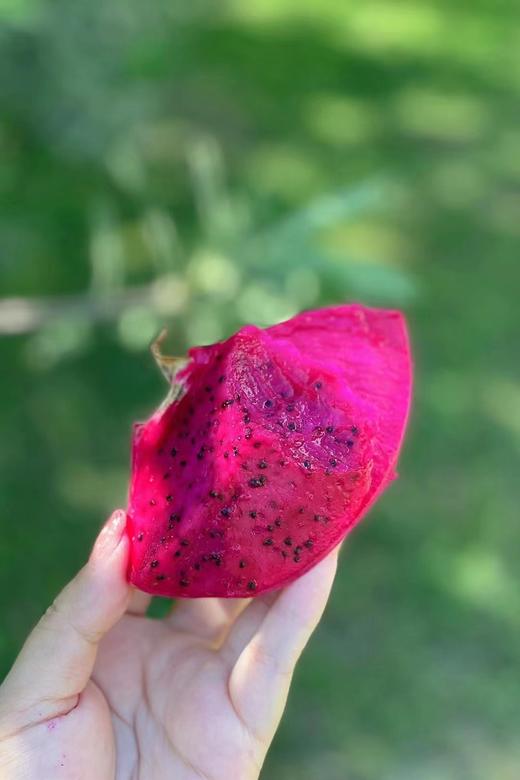 琼中美味海南树上熟红心火龙果 商品图2