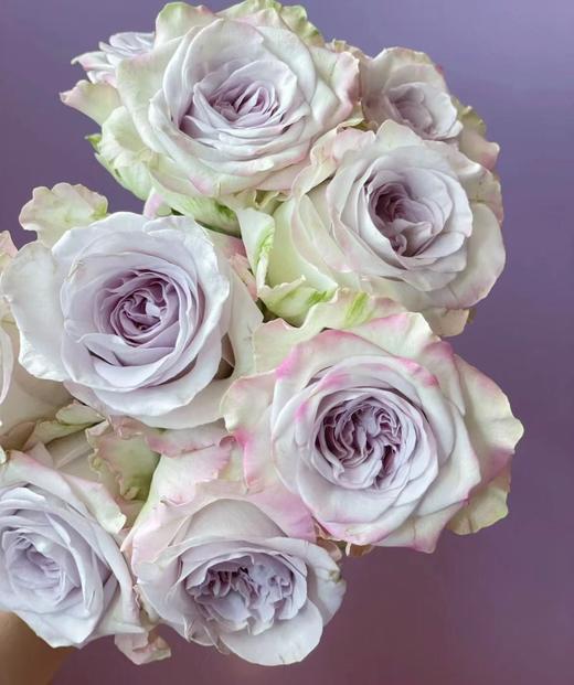 【福利秒杀】海洋之心/浅紫色  20枝/扎 商品图0