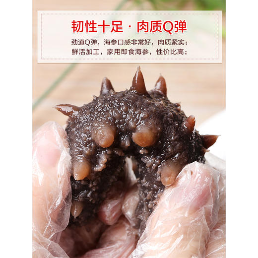 54g胡庆余堂速发干海参  免洗速发 商品图1