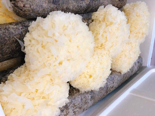 银耳一朵 商品图3