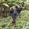 老实芭蕉｜云南元江 商品缩略图1