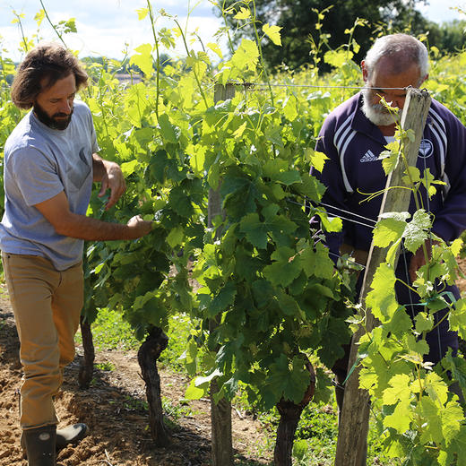 酩颂酒庄干红葡萄酒 2015 商品图2