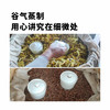 三伏九制姜粉30G/盒 商品缩略图3