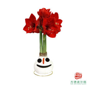 不用浇水的石蜡朱顶红种球！ 红花-长鼻子雪人