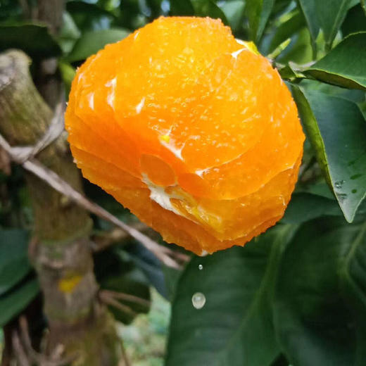 九月红脐橙9斤左右彩箱 大果（商） 商品图3