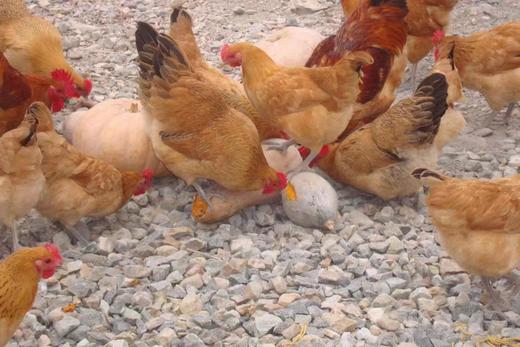 本家老母鸡（4斤左右，36个月）提前一天预定 商品图1