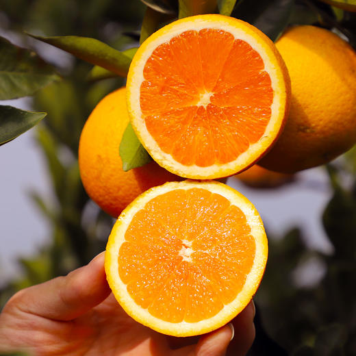 【助农】山水龙城秭归九月红脐橙净重9斤新鲜现摘（大果果径：75mm及以上） 商品图3