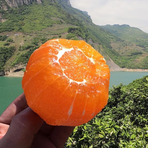 【助农】山水龙城秭归九月红脐橙净重9斤新鲜现摘（大果果径：75mm及以上） 商品图1