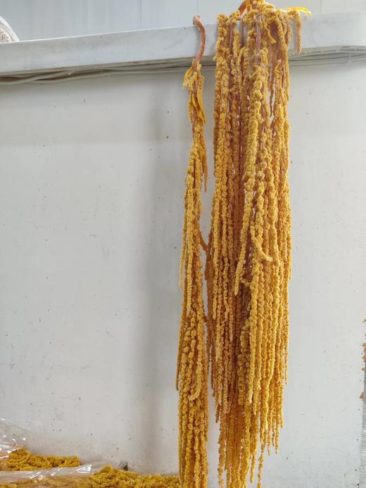 【干花】吊米  5枝/扎 多色可选 商品图6