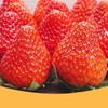 丹东有机草莓自然生长不催熟无农残2/3斤【顺丰包邮】有机认证 商品缩略图3