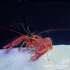 红龙虾 商品缩略图1