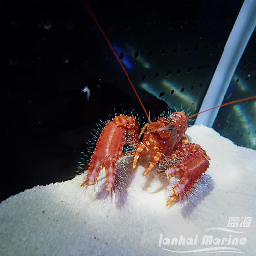 红龙虾 商品图5