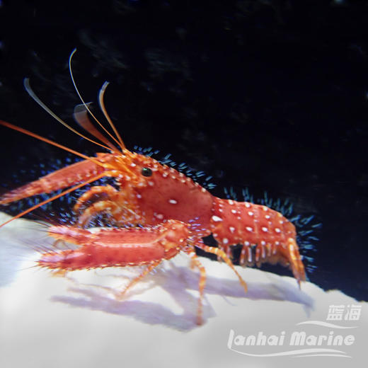 红龙虾 商品图6
