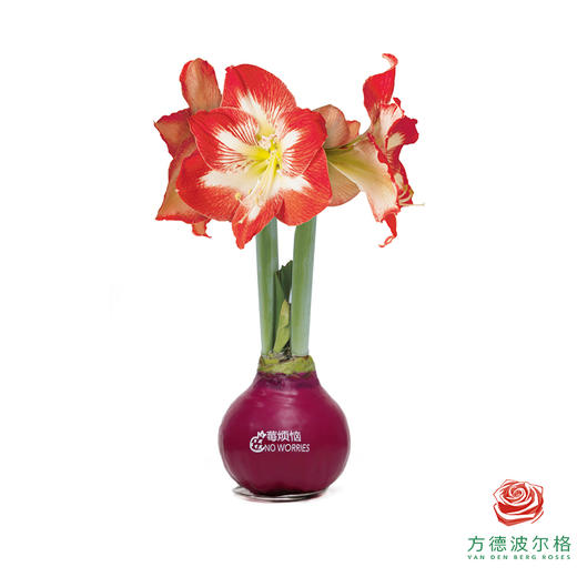 不用浇水的石蜡朱顶红种球！ 红白花-莓烦恼 商品图0