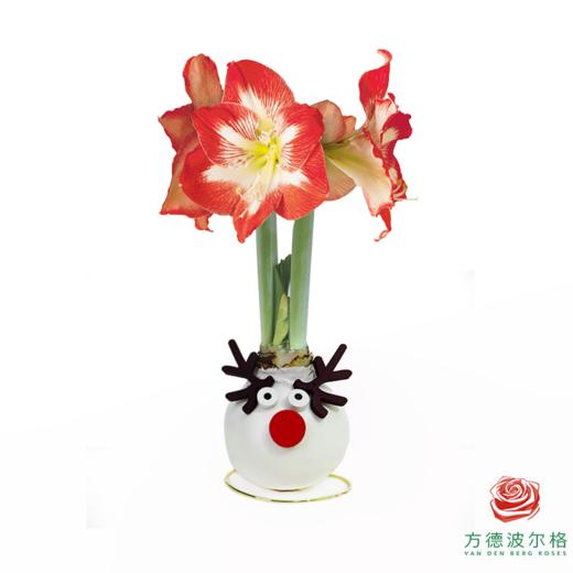 不用浇水的石蜡朱顶红种球！ 红白花-鹿角雪人 商品图0