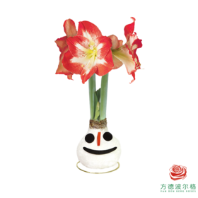 不用浇水的石蜡朱顶红种球！粉白花-长鼻子雪人