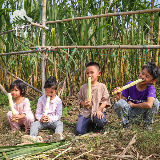 生态甘蔗（煲汤小规格） | 绿家自产*Eco-Sugarcane | Self-production 商品图5