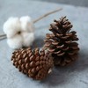 圣诞缎带-树皮桶-松果-喷雪 商品缩略图3