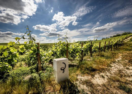 沙龙贝尔珍藏天然型香槟 NV  Billecart Salmon Brut Reserve NV 商品图5