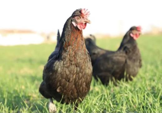 有机富硒鸡蛋40只装+700天老母鸡一只 商品图1