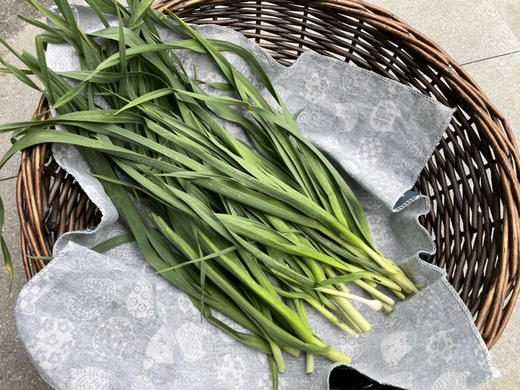 【小菜园露天种植】大蒜叶（带少量泥）500g 商品图1