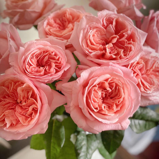 【AB级伦敦眼玫瑰.第二份减10元】10支/份 长约60-65cm 商品图1