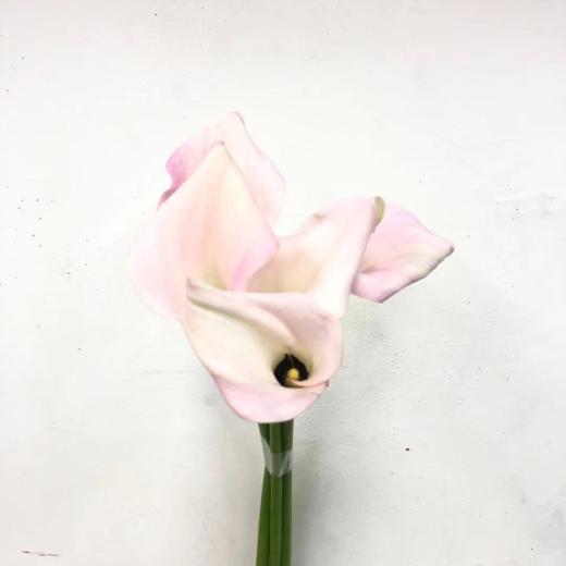 4月6日马蹄莲梅尔罗斯A级-5支（L农场） 商品图0