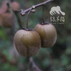 生态猕猴桃 | 合作生产*Ecological Kiwifruit | Coproducted 商品缩略图0
