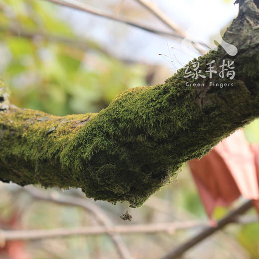 生态猕猴桃 | 合作生产*Ecological Kiwifruit | Coproducted 商品图4