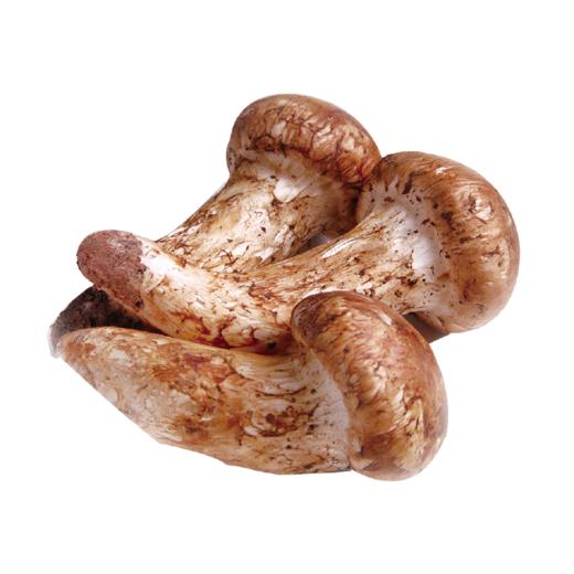 茂兰山语赤松茸 100g 商品图2