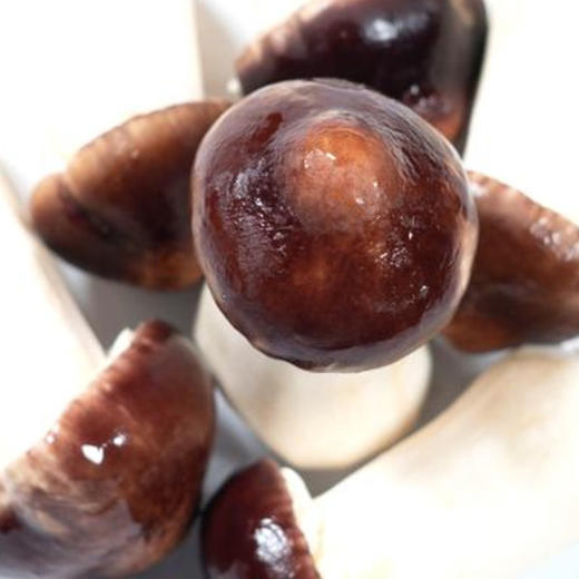 茂兰山语赤松茸 100g 商品图0